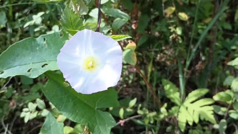 Morning Glory