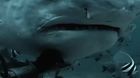 😮✨ Breathtaking Encounter: Diver Meets Massive Tiger Shark! | FeedMyCuriosity