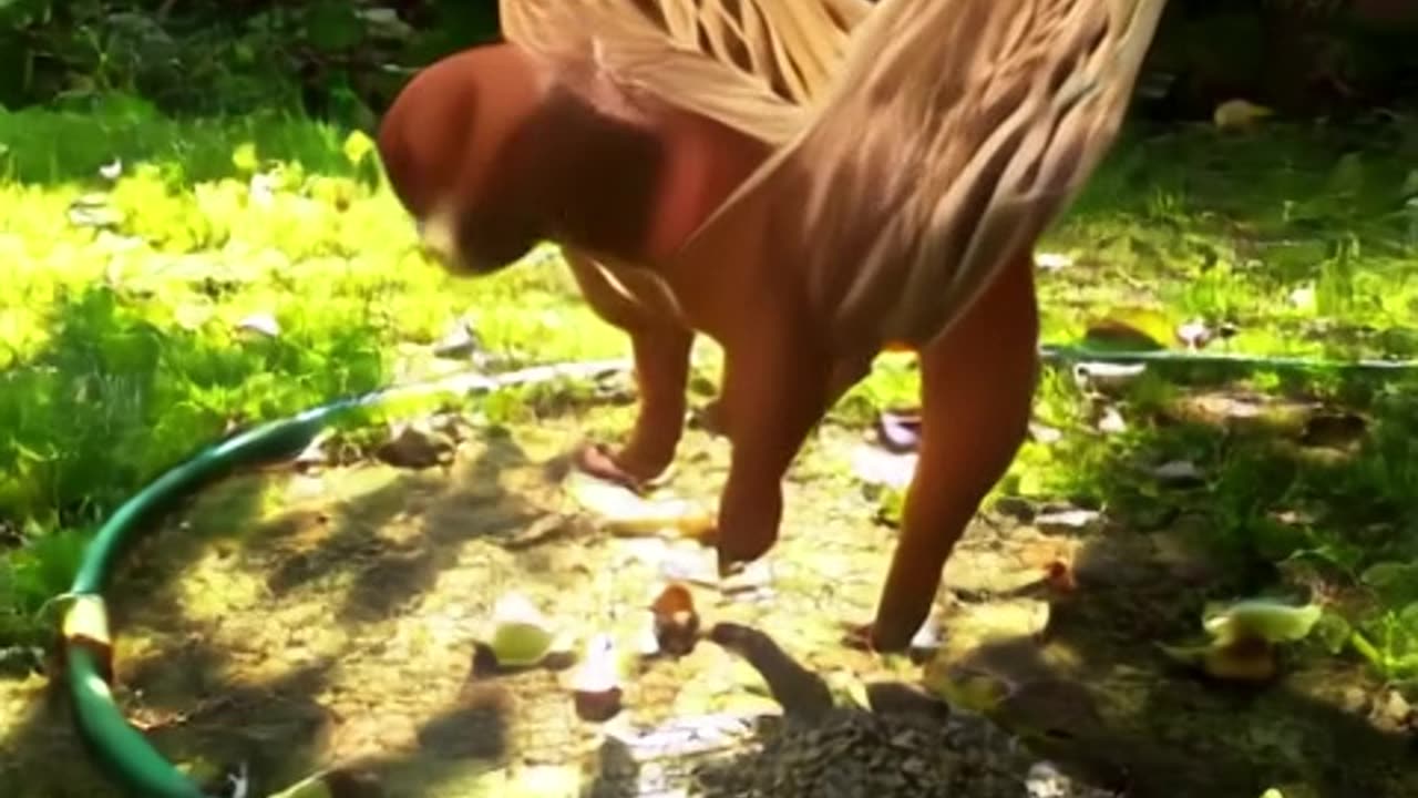 pic (10).mp4