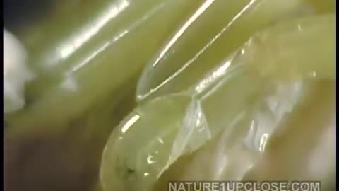 Life cycle of the fly, flies laying egg, eggs hatching