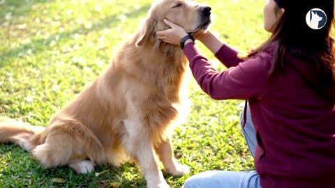 6 Friendliest Dog Breeds that Love People