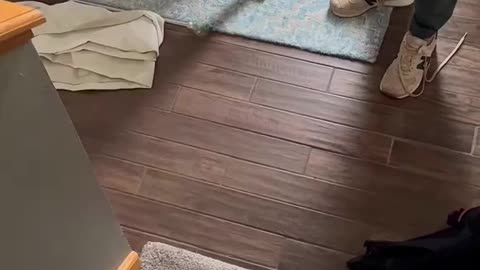 Husky Wants Out😂😂😂😂