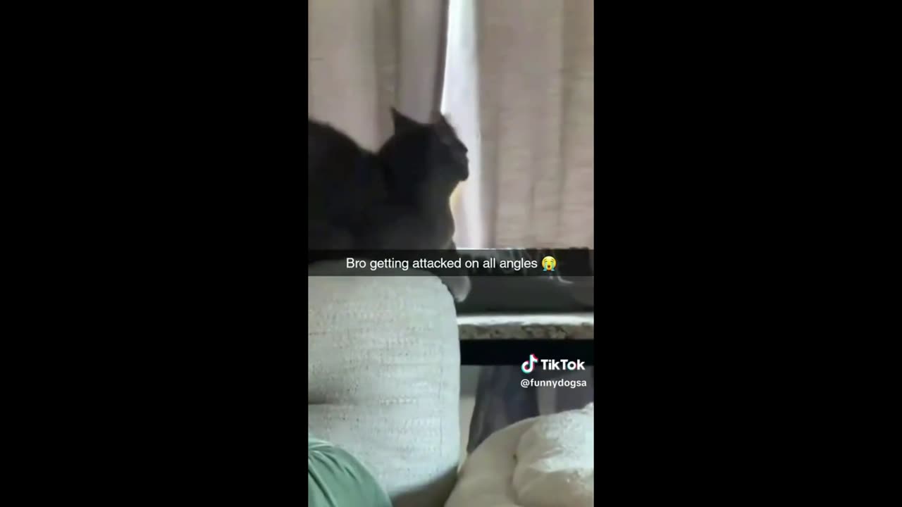 Crazy Cats