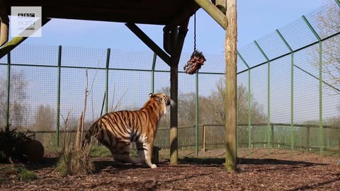 Lion vs Tigers