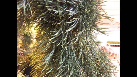 My Heart Is With You Old Growth Giant Sequoia Tree Clone Archangel Ancient Tree Archive July 2023