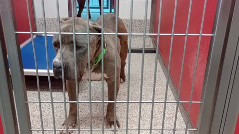 Nala 3y A818292 kennel 66 pod 3 PACC shelter I'm so happy with her groovy gal never barks20250723534