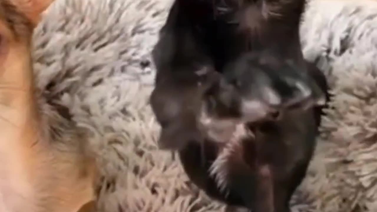 Too Fluffy to Fit! Hilarious Cat Struggles 🎭🐾