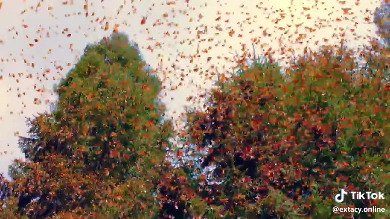 Butterflies in Nature