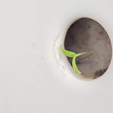 Arbuz wyrósł w zlewie [Rumble Short]