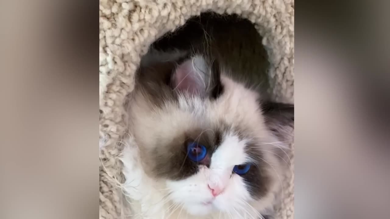 Funny Dogs & Cats