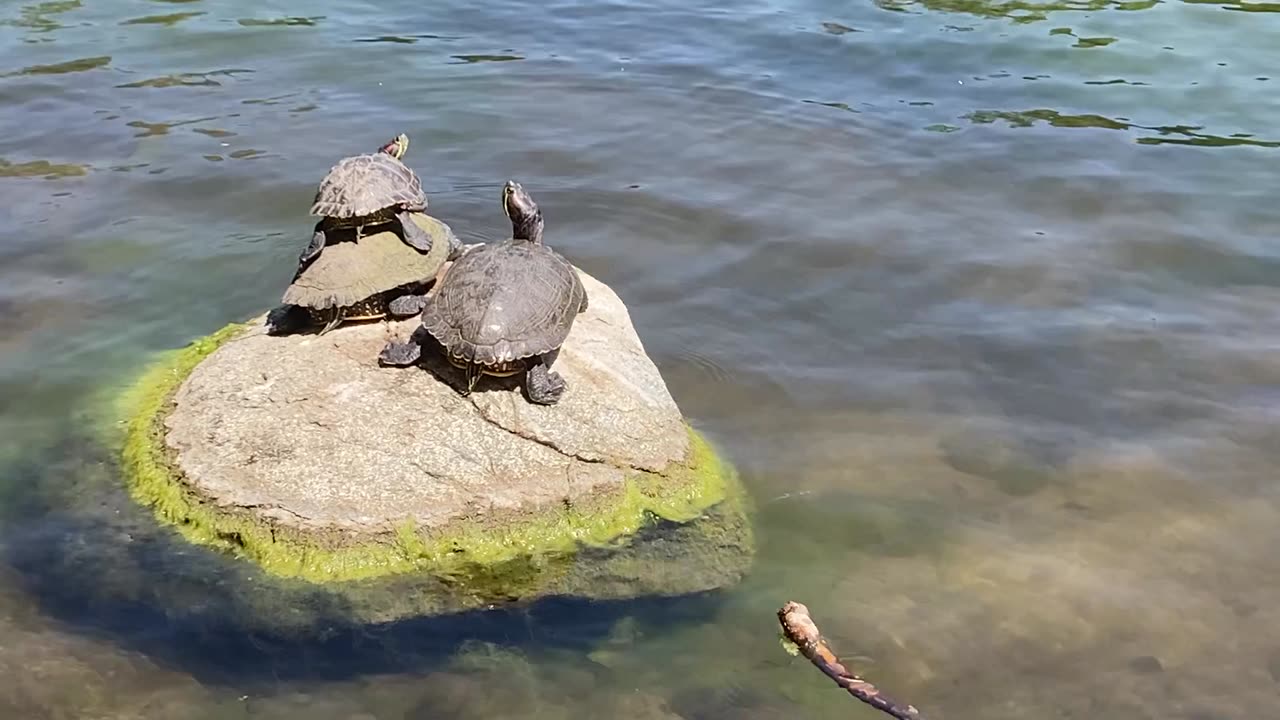 Piggybacking Turtle