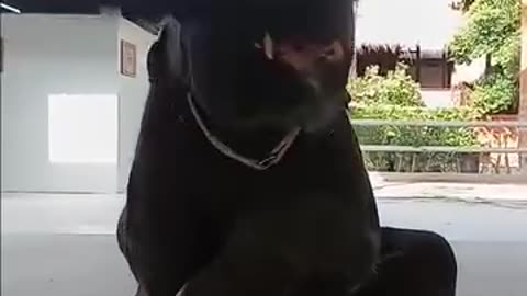 Fun Elephant....