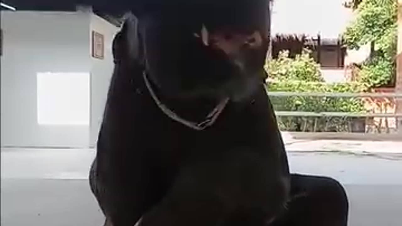 Fun Elephant....