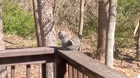 What in the World was this Squirrel eating?