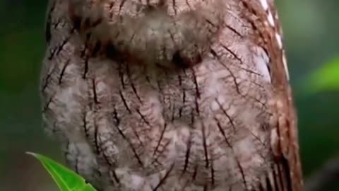 Oriental Bay Owl (Phodilus badius)