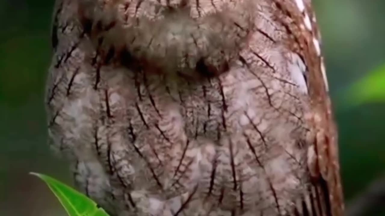 Oriental Bay Owl (Phodilus badius)