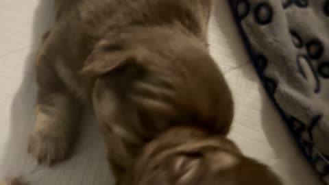 😂🐱 3 Weeks Old & Sibling Rivalry is REAL! | FunFM