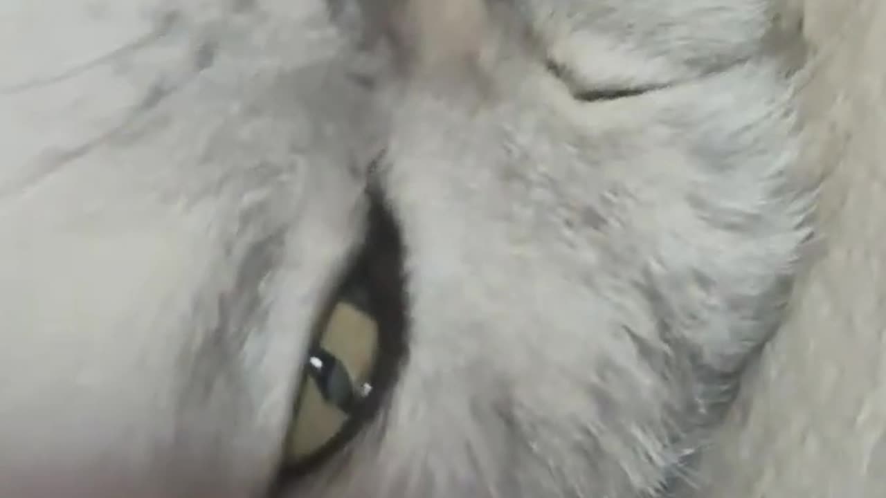THIS CAT’S EYES JUST WOKE UP… AND NOW I’M GONE 🐾🔥