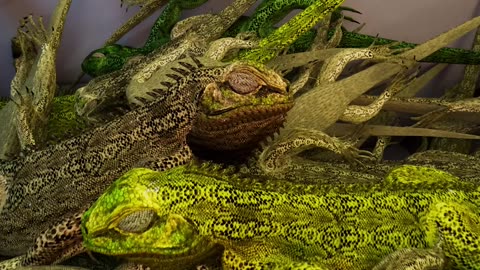 Frozen Iguanas Cause Car Crash 😢