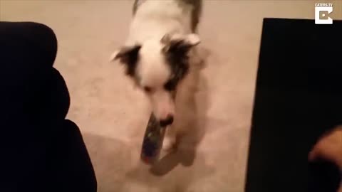 10 Best Trained _ Disciplined Dogs in the World! - DOG Lovers