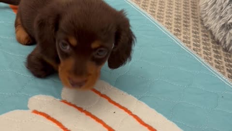 Walter Takes His First Steps
