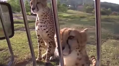 🧠✨ The Surprising Sound of Cheetahs! | FeedMyCuriosity