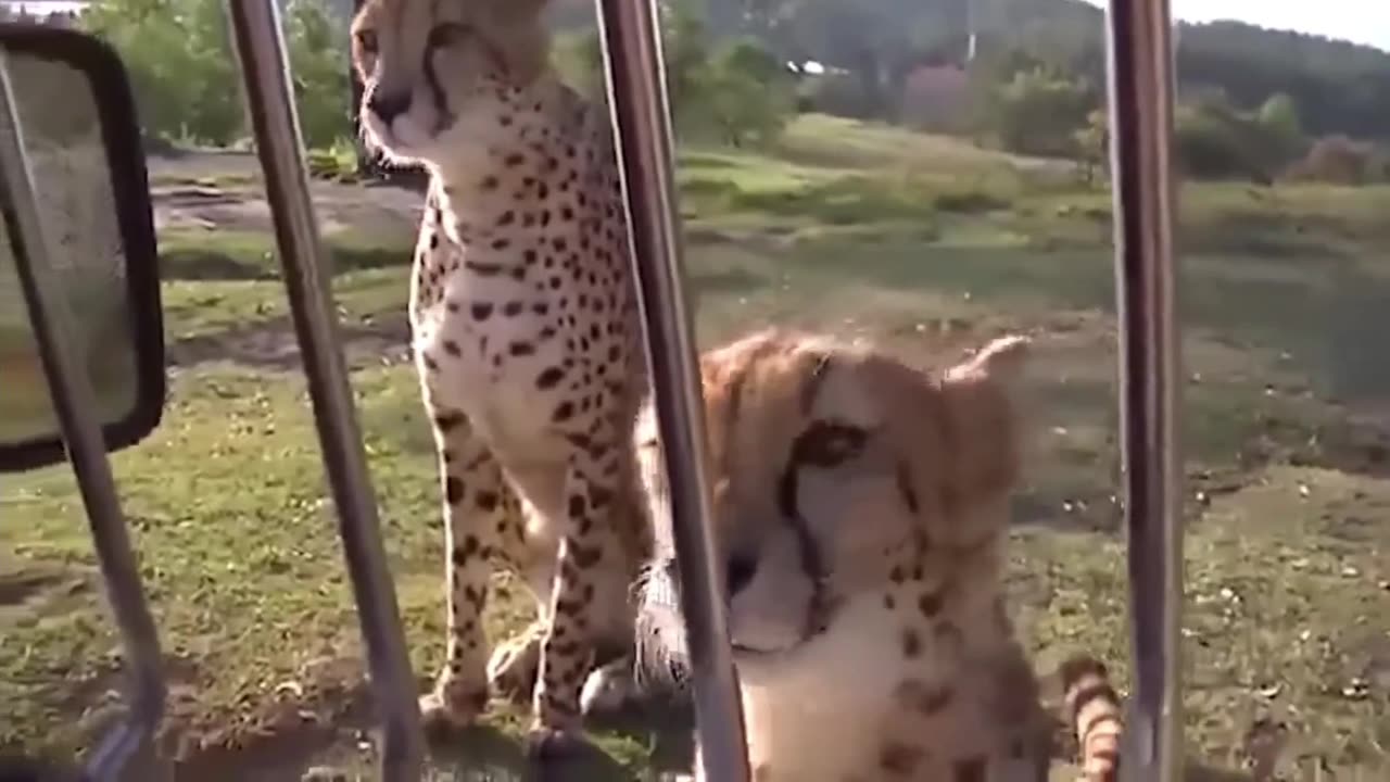🧠✨ The Surprising Sound of Cheetahs! | FeedMyCuriosity