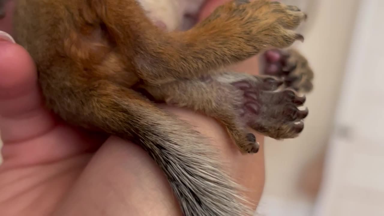 Small Squirrel Loves Neck Scratches