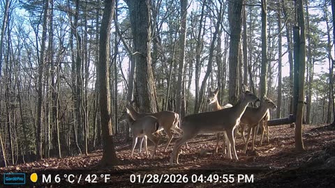 The Woods – 01/29/2026