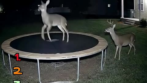 Ranking Animals Jumping on Trampoline