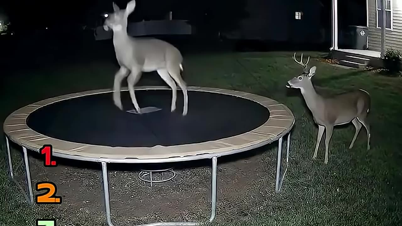 Ranking Animals Jumping on Trampoline