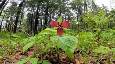Red Trillium