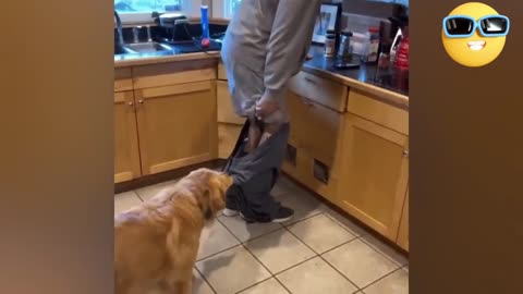 Try not to laugh at these funny cats and dogs 😂