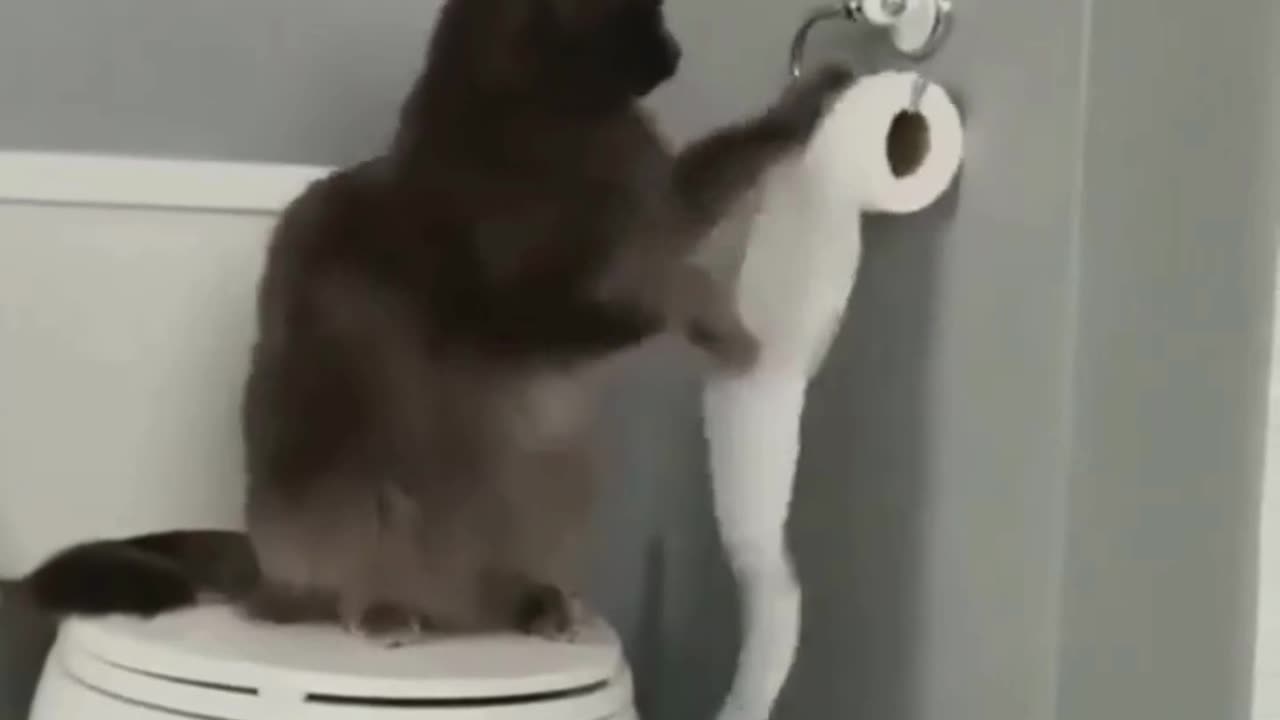 Paws & Popular! 😻🔥 & Adorable Cat Videos