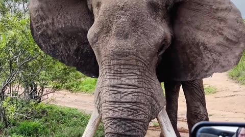 Elephant Digs The Ground With Its Tusks In A Show Of Power