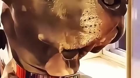 Cat fight