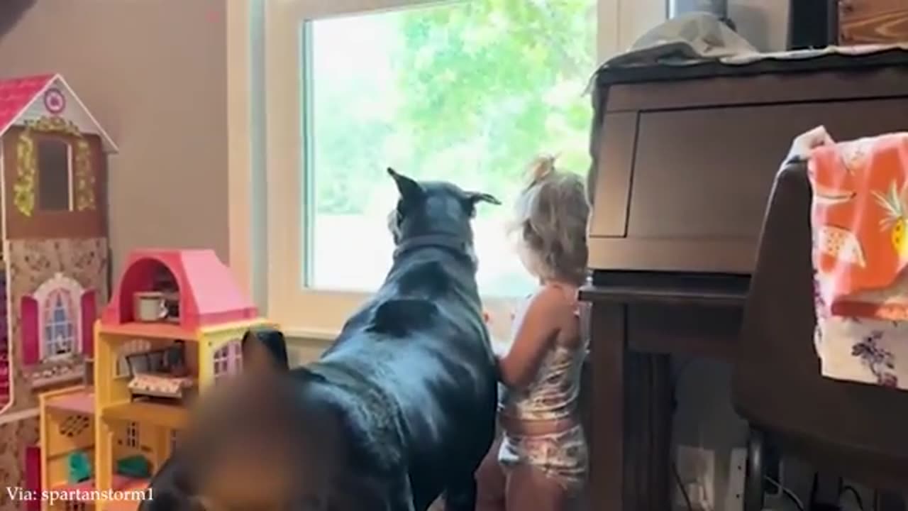 Cute dogs