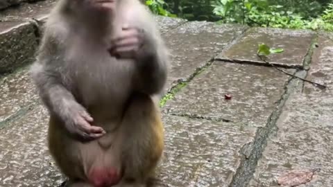 "Monkey Catches Food Like a Pro Cricketer 🐒💥 | Reflex King