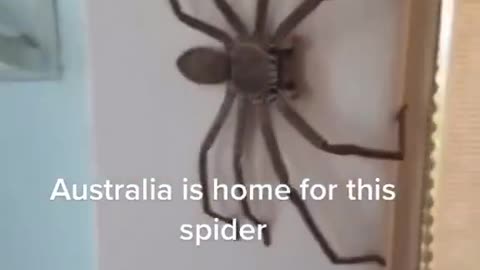 Huntsman Spider