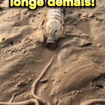 🐙 This squid went too far!