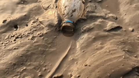 🐙 This squid went too far!