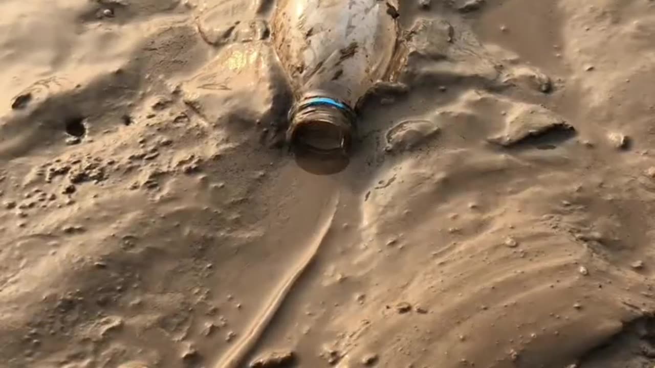 🐙 This squid went too far!