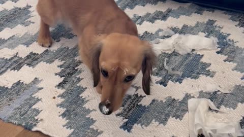 Garbage-Digging Dachshund Freezes in Guilt