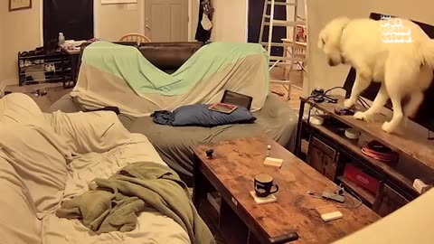 Funny Videos Moment with Animal