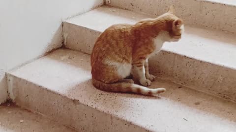 Feline Master mind at work