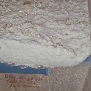 HILLBILLY PUMPKIN MUSHROOM CAKE