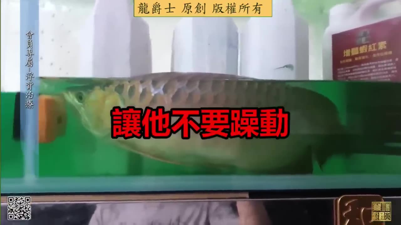 【龍爵士】會員專屬 浮背治療 專業級