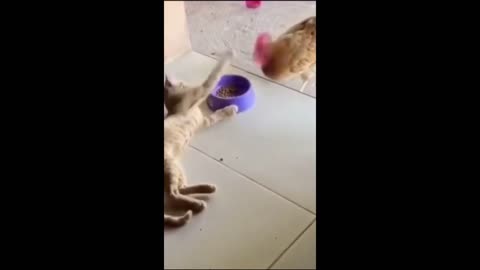 FUNNY ANIMAL VIDEO
