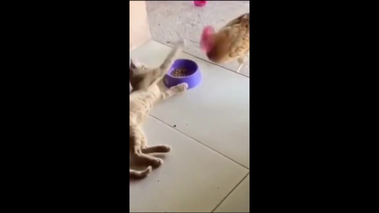 FUNNY ANIMAL VIDEO