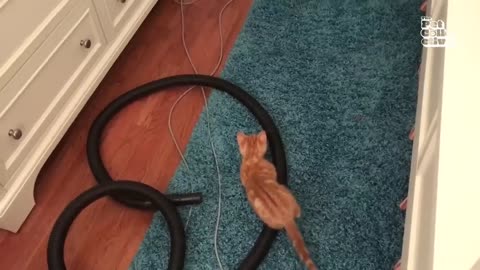 Kitten Wants To Eat My Nose! _ Adorable _ Funny Kitten Videos